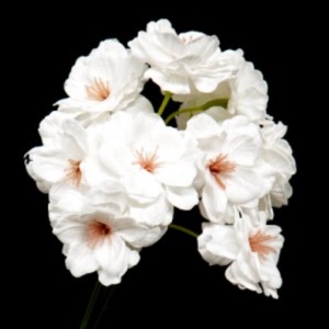 비누 벚꽃 - 흰색(약50개)