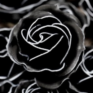비누 라인 파스텔장미-블랙+흰색라인(50송이)